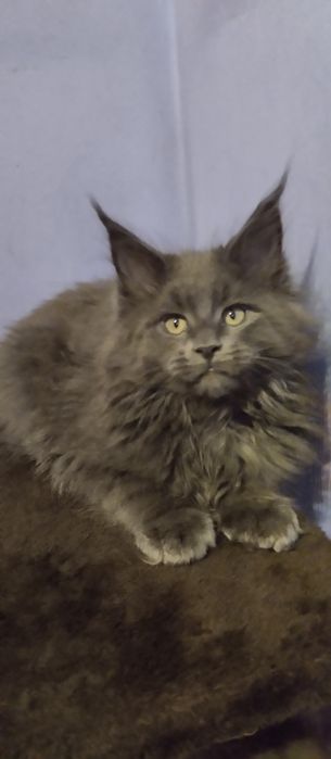 Мейн Кун хлопчик голубий солід  2,5 місяці