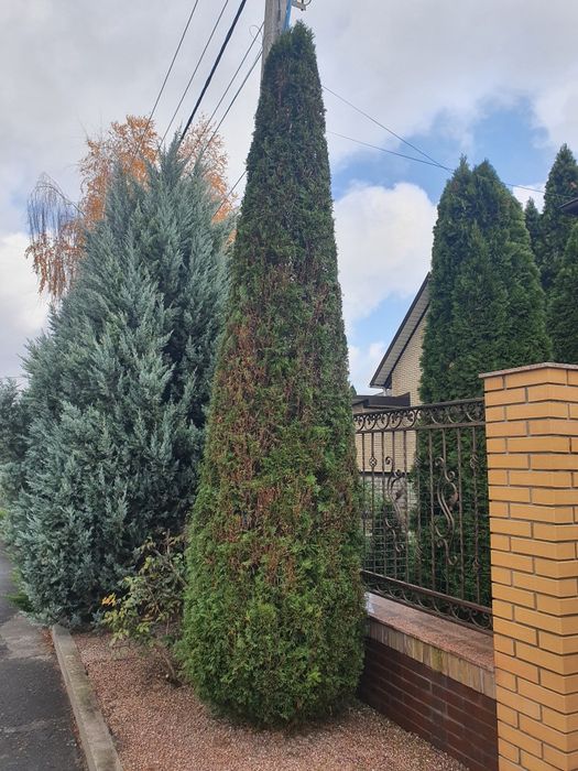 Садовник.Топиарная стрижка растений.