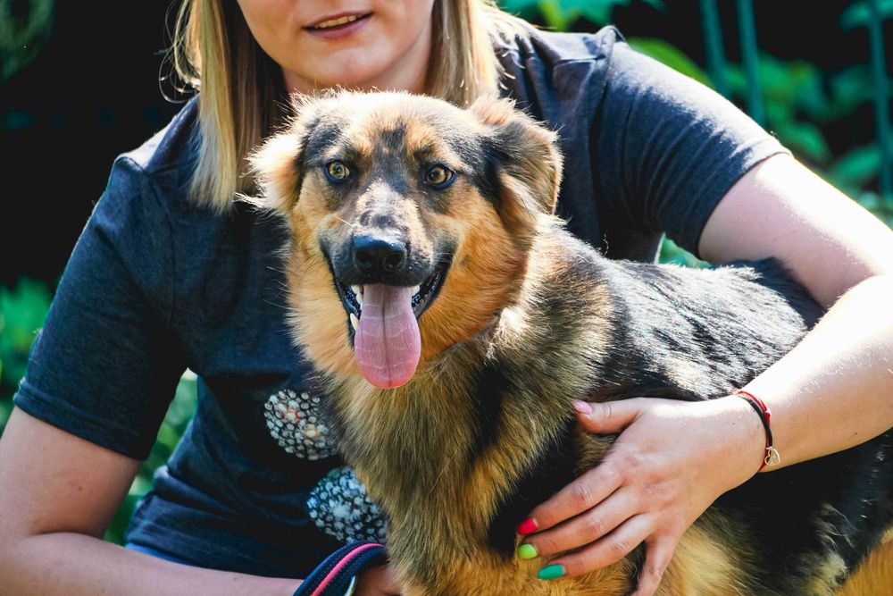 Nevada - cudowna, długowłosa sunia szuka domu