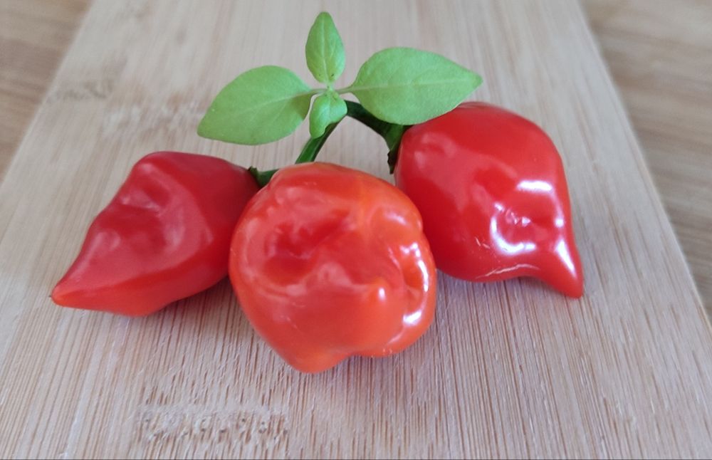 Sementes Bhut Jolokia(Ghost),OFERTA Portes Envio
