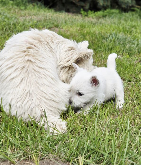 West highland white terrier westi zkwp FCI