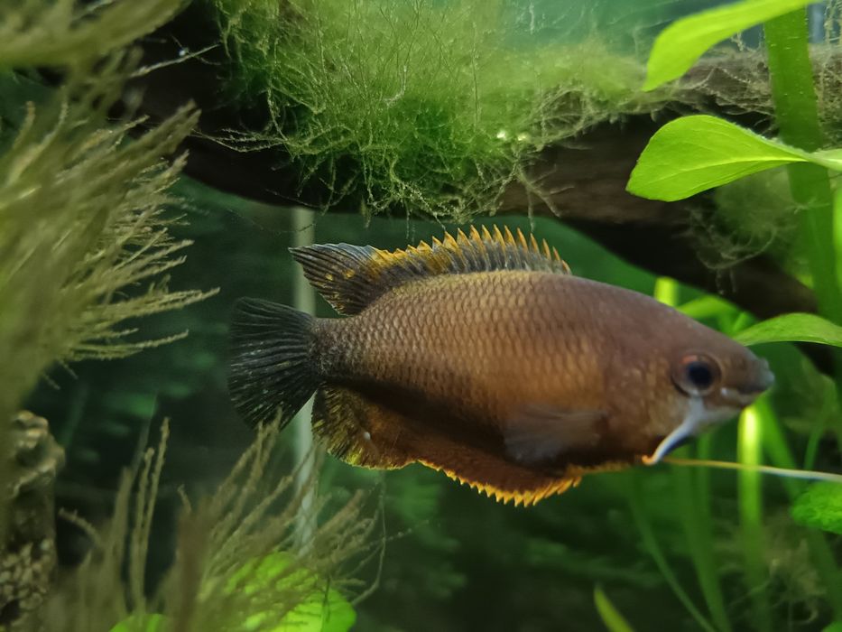 Rybka prętnik miodowy