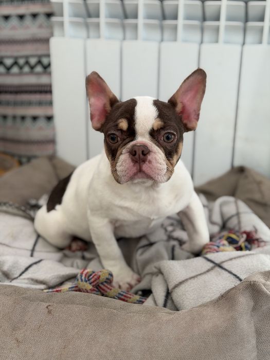 Французский бульдог девочка