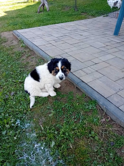 Oddam w dobre rence za DARMO