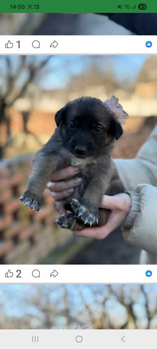 БЕЗКОШТОВНО!!!Залишилось вже 4 гарних дівчаток відаємо в добрі руки!!!