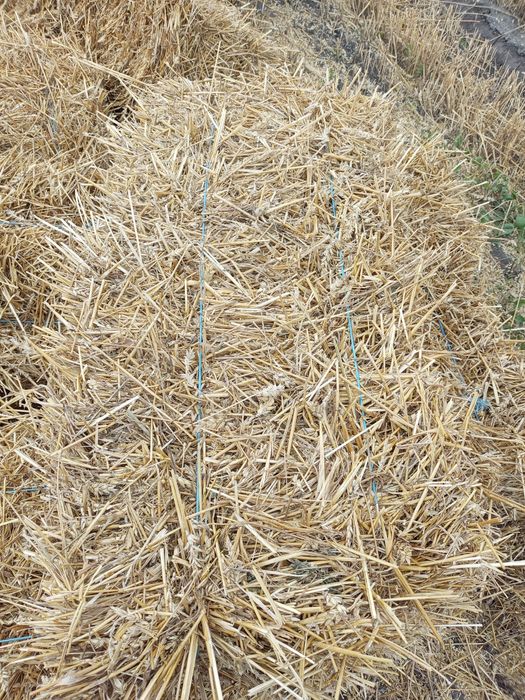 Продам тюки соломи