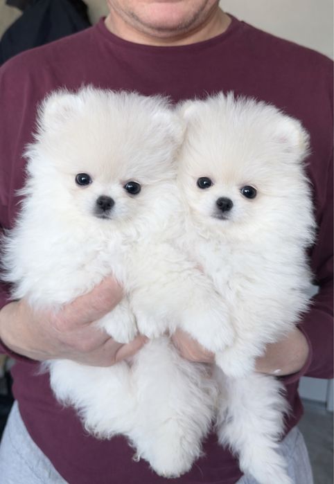 Дівчата-ведмежата померанского шпіца