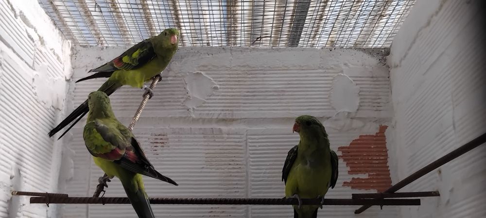 Femeas regentes 2025