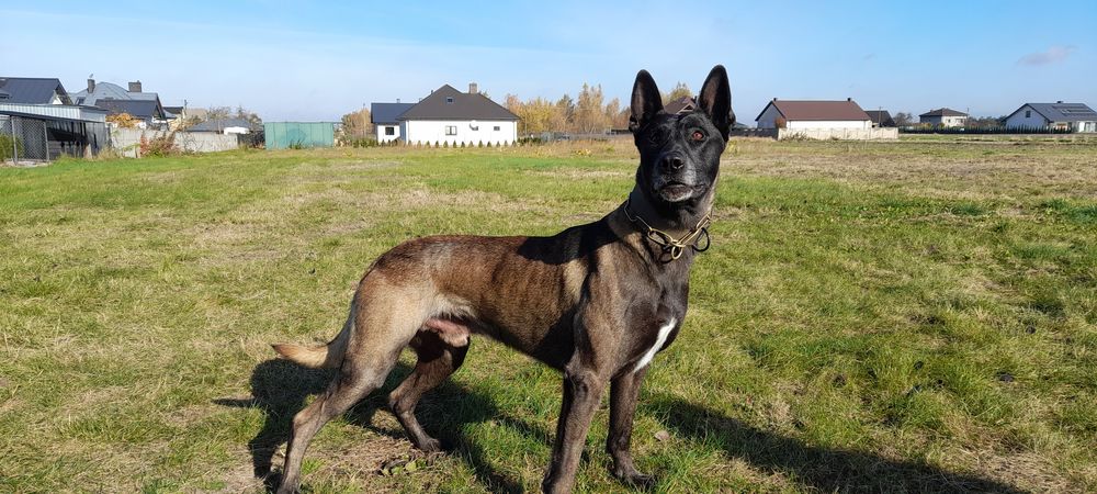 Owczarek Belgijski Malinois - piesek