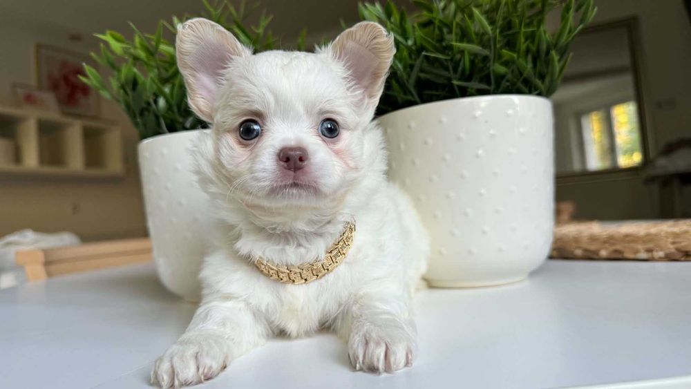 Dziewczynka Chihuahua Biel&Cream z Rodowodem Chipem Zalia 1,8kg