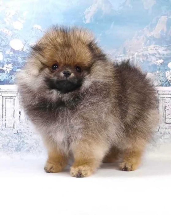 Spitz Alemão Anão/ou Lulu da Pomerânia FEMEA  LARANJA  com   LOP e AFIXO