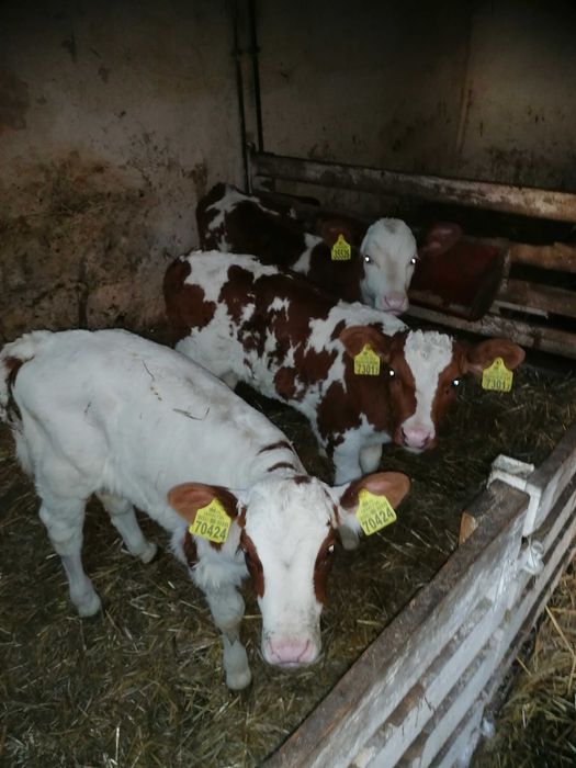 Cielaki jalowki bydło