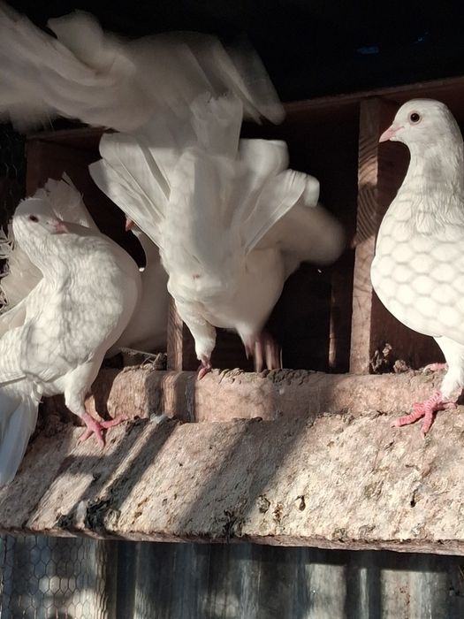 Patos e pmbas normais e leque e francesad