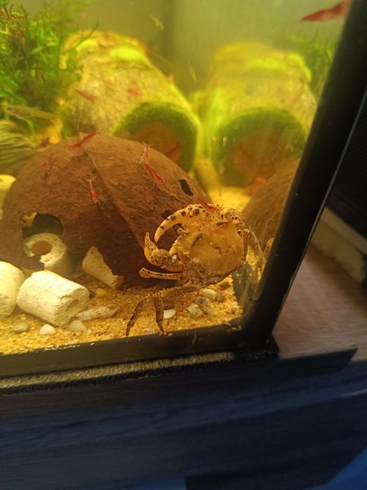 Krab mekhong sprzedam
