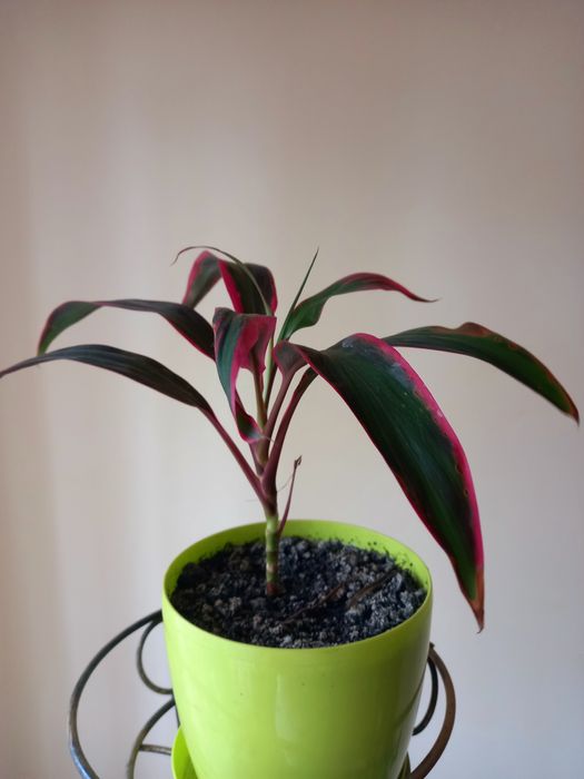 Обмін  кордоліни