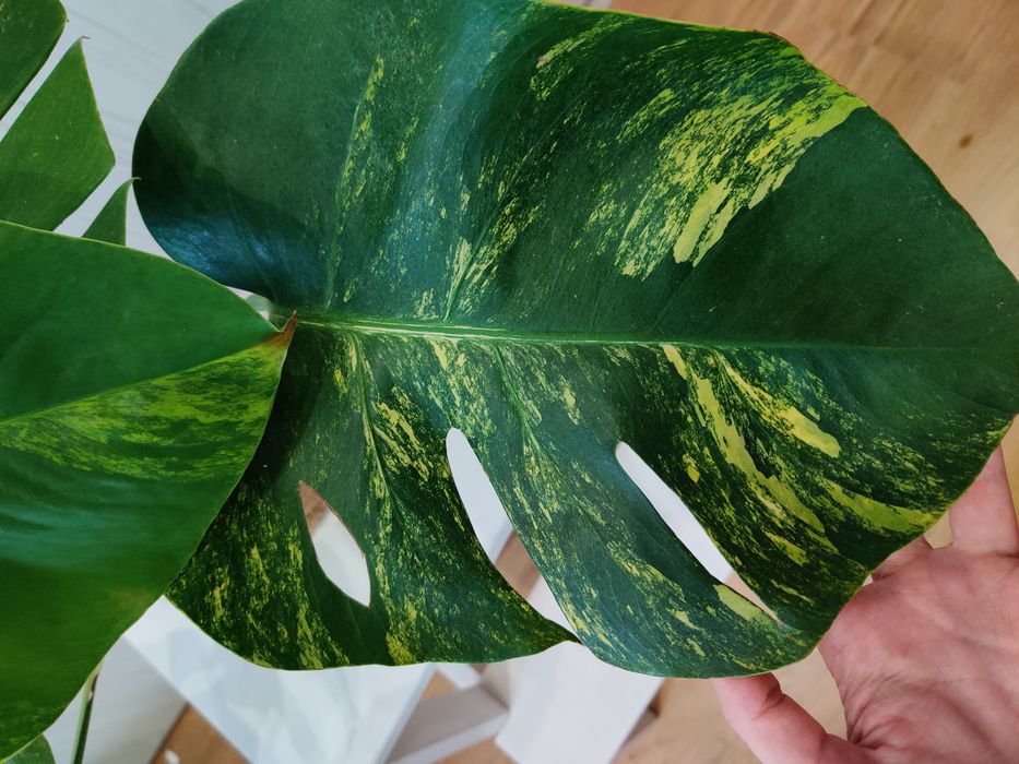 Monstera aurea grande
