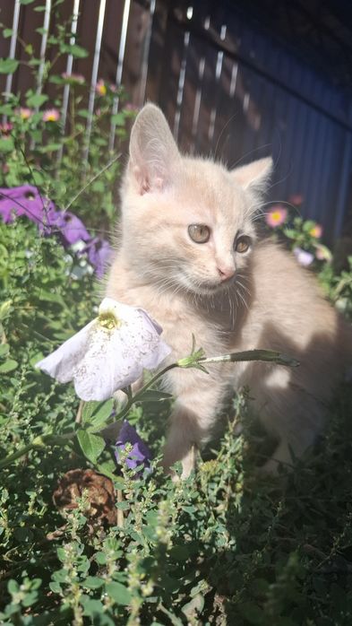 Котики в найдобріші руки