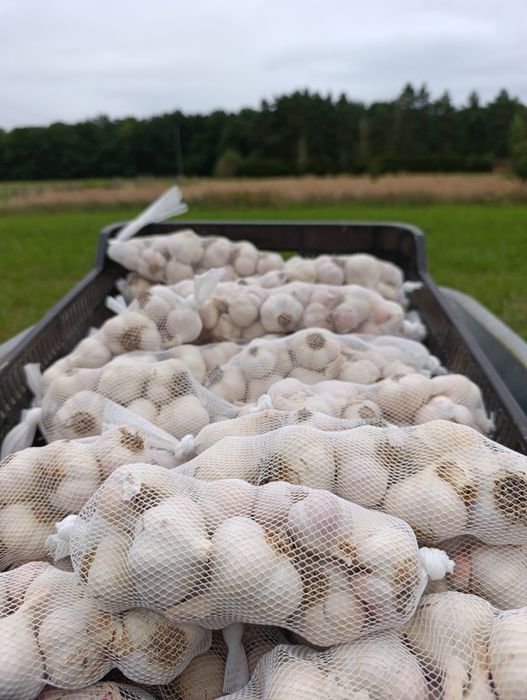 Czosnek jarus 250g, 500g, 1 kg sadzenie