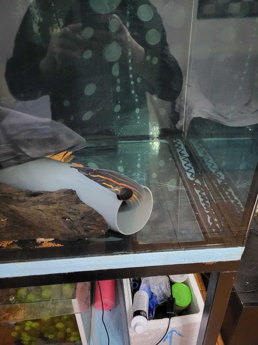 Arowana asitaca goden e outros