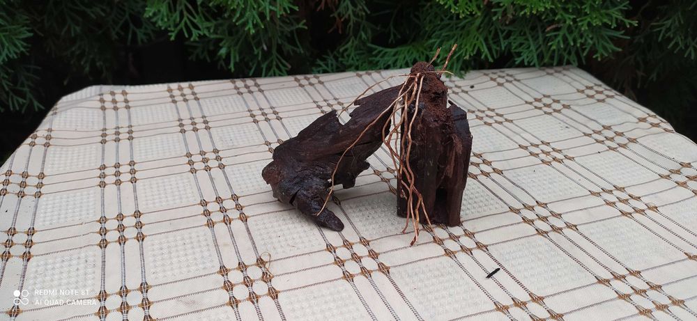 Korzeń mangrowca do akwarium-tonący!