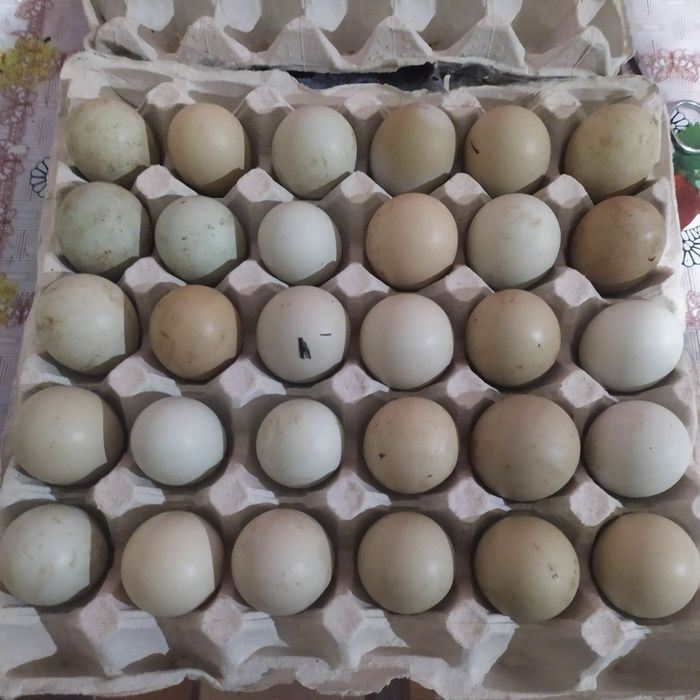 Мікс зеленого яйця