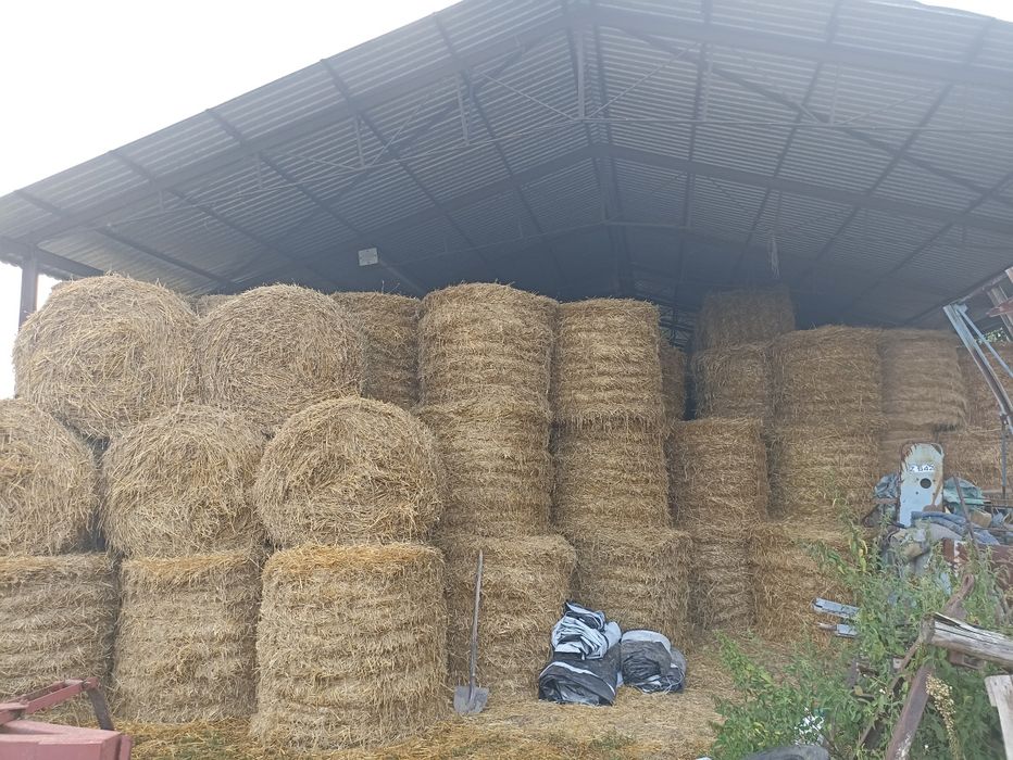 Słoma baloty 100szt