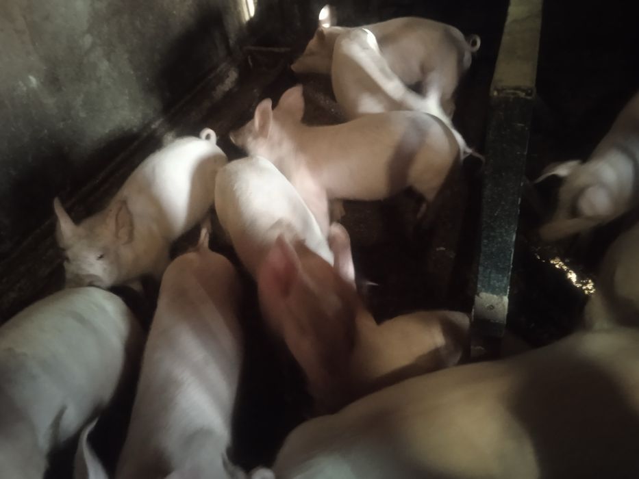 Порясята - трьохпородний гібрид