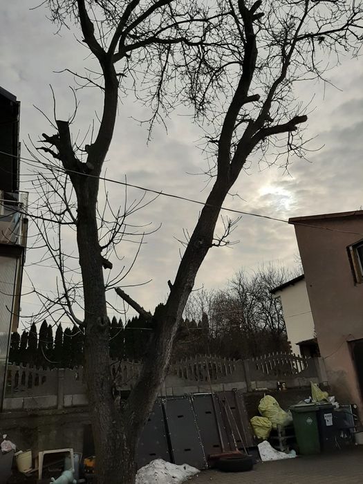 Orzech do samodzielnego ścięcia