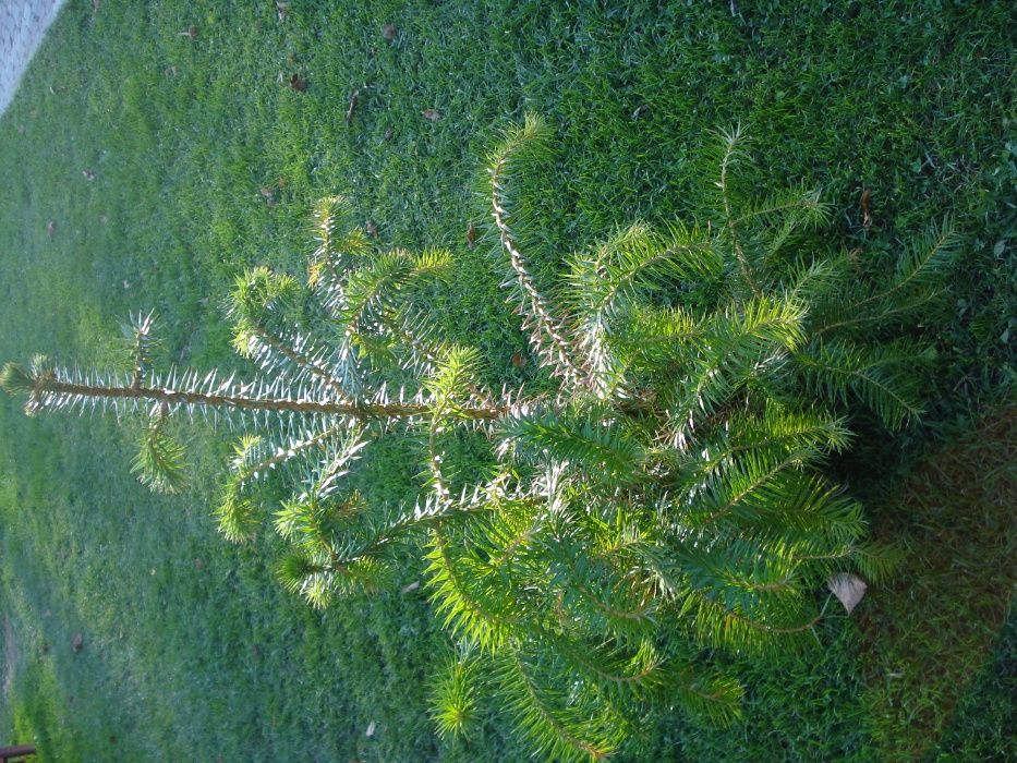 Metasekwoja kunigamia w doniczkach