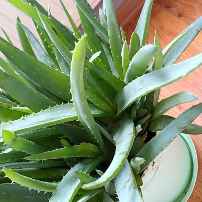 Aloes zdrowotny ,drzewiasty  i ogrodowy 4 letni ,za szti