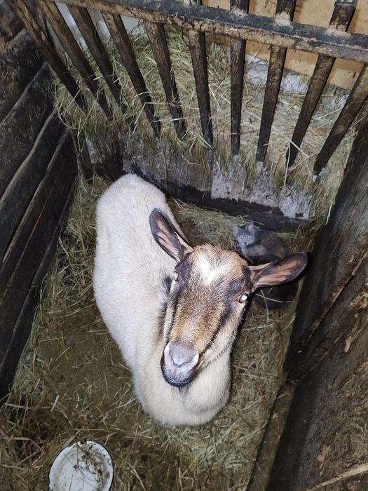 Срочно Продаються кози