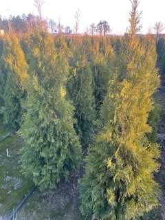 Tuje Szmaragd 100-120cm Piękne , Gęste, Zdrowe