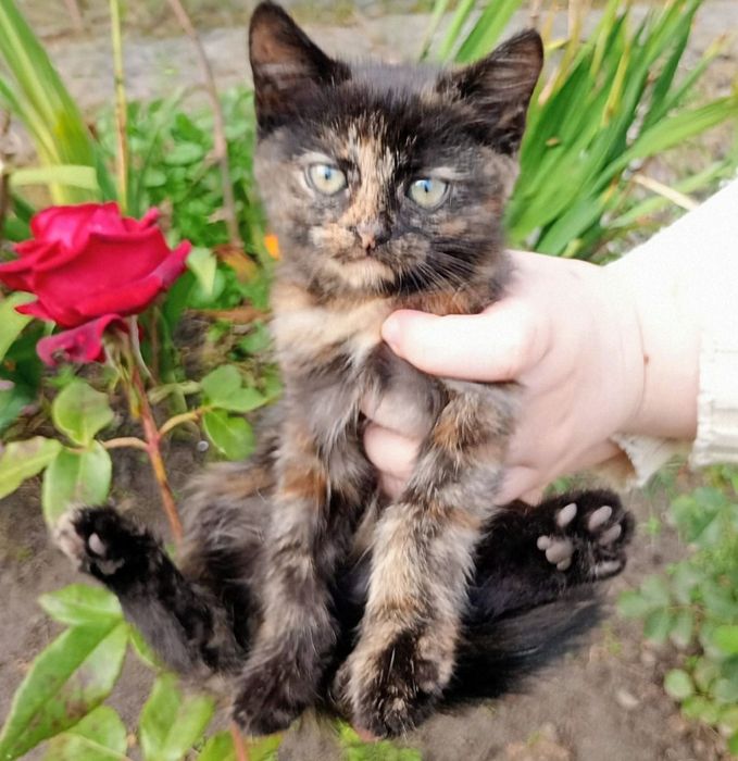 Віддам в добрі ручки котеняток.