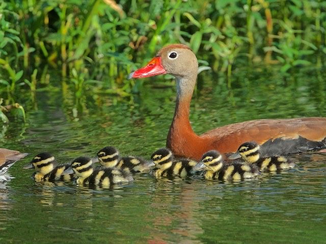 Casal Dendrocigno de bico vermelho (Dendrocygna autumnalis)