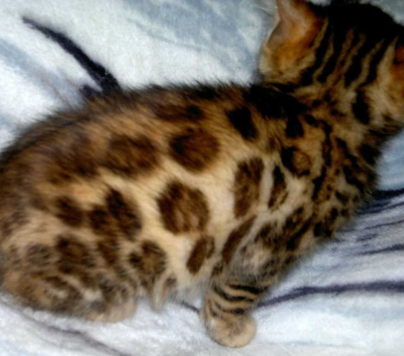 Бенгальська дівчинка в окантовану розетку на золоті