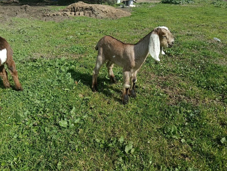Cabras Anglonubianas
