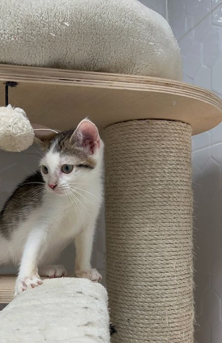 Mango – koci łobuziak szuka swojego człowieka