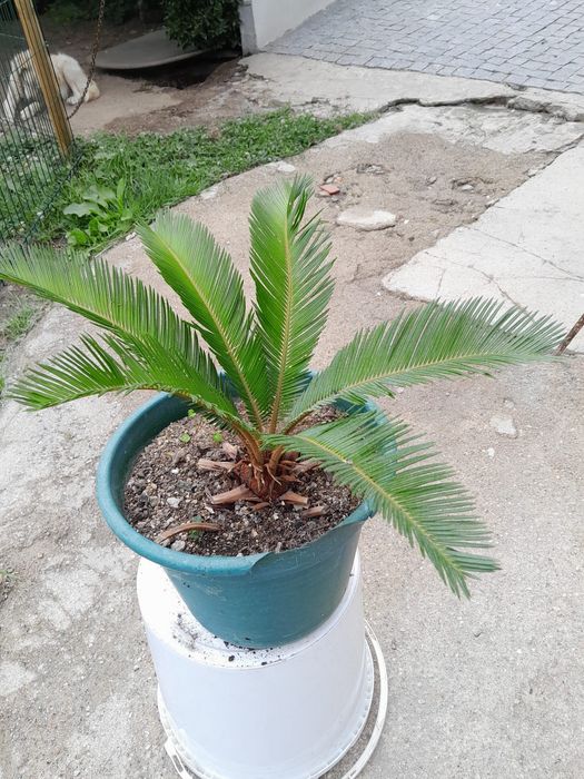 Planta Palmeira Cica