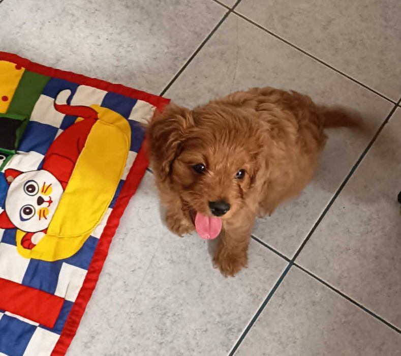 maltipoo, cavapoo, mix, hybryda - cudowna suczka
