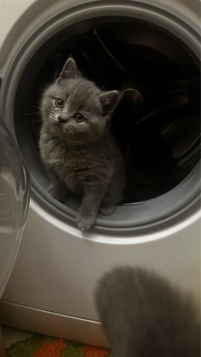 Шотландський висловухий кіт