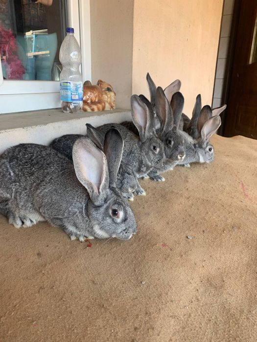 Продам кролики кролі кріль кролиця   шиншила