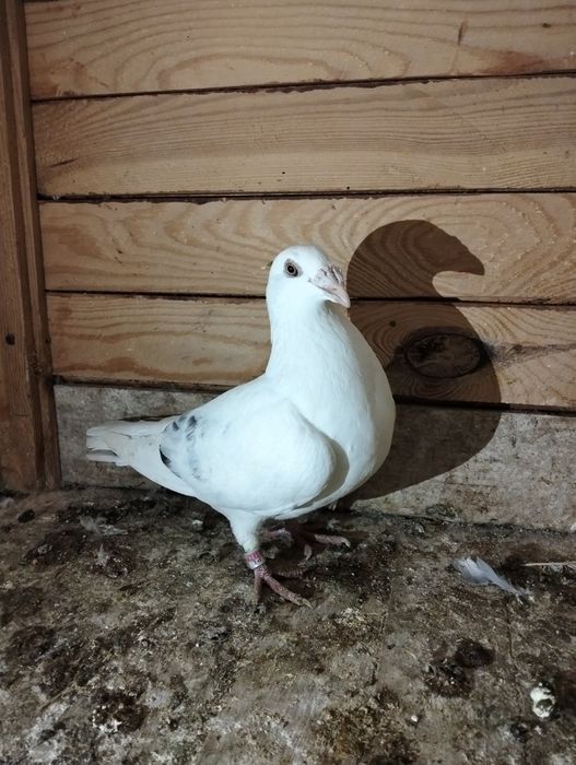 Gołębie staropolskie