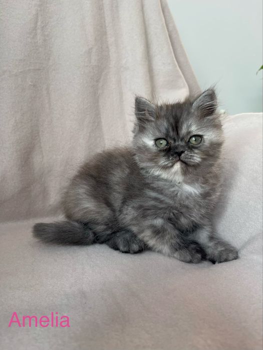 Koty perskie, kot perski, pers