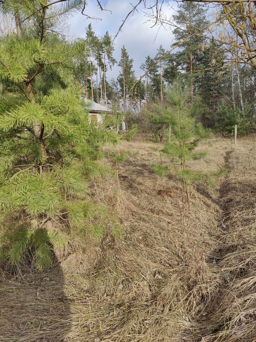 Продаж земельної ділянки з будинком під реконструкцію в с. Свидівок