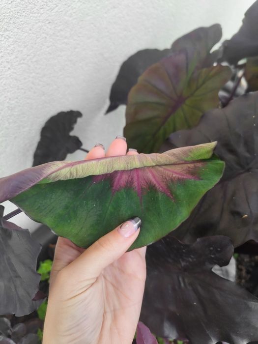 Colocasia Redemption64730137100674123