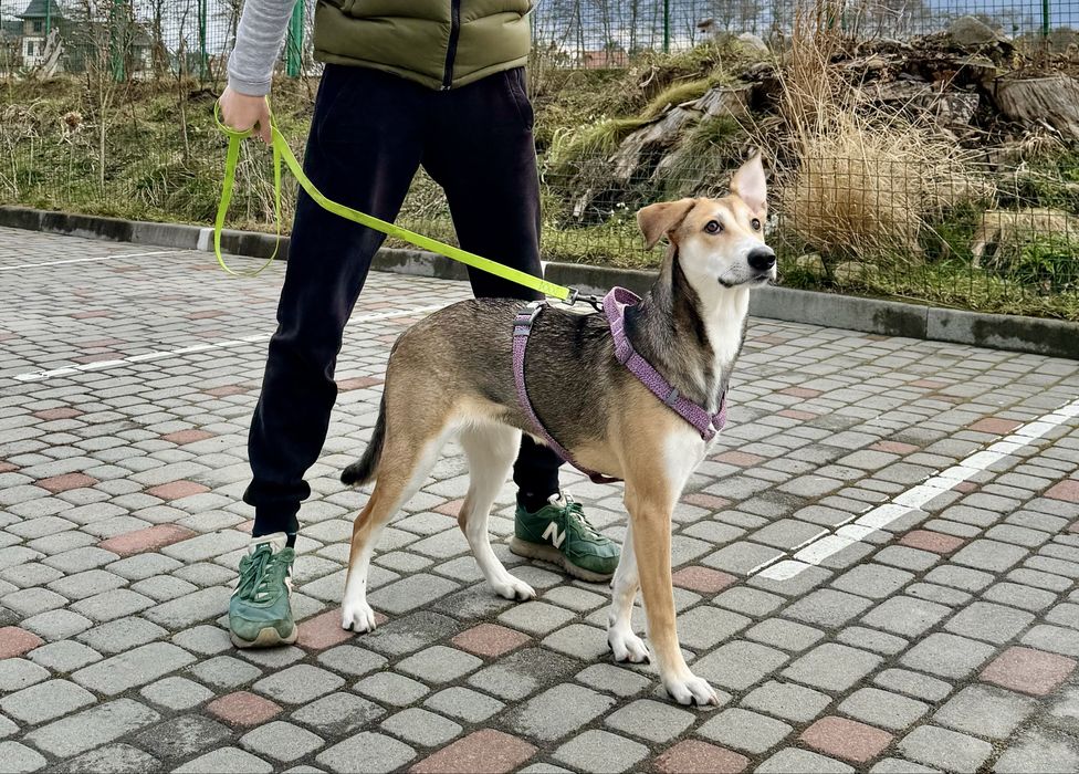 Лола, 9 місяців (собака, метис)