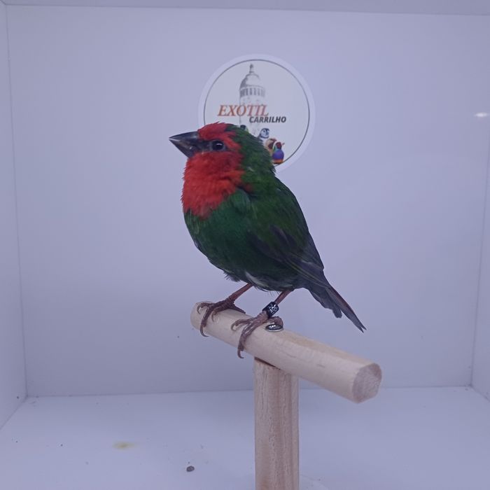 Diamante Papagaio e Babete