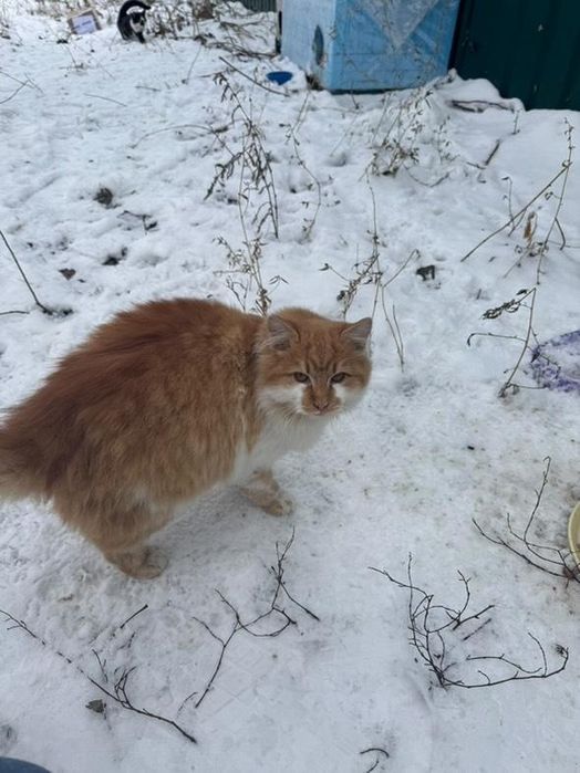 Отдам рыже-белого пушистого котенка, мальчик, 6 месяцев