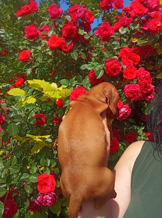 Продається незвичайно гарний таксик