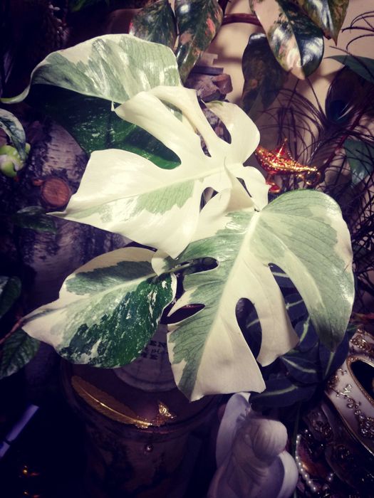Monstera LAVA GHOST Variegata UNIKAT philodendron filodendron